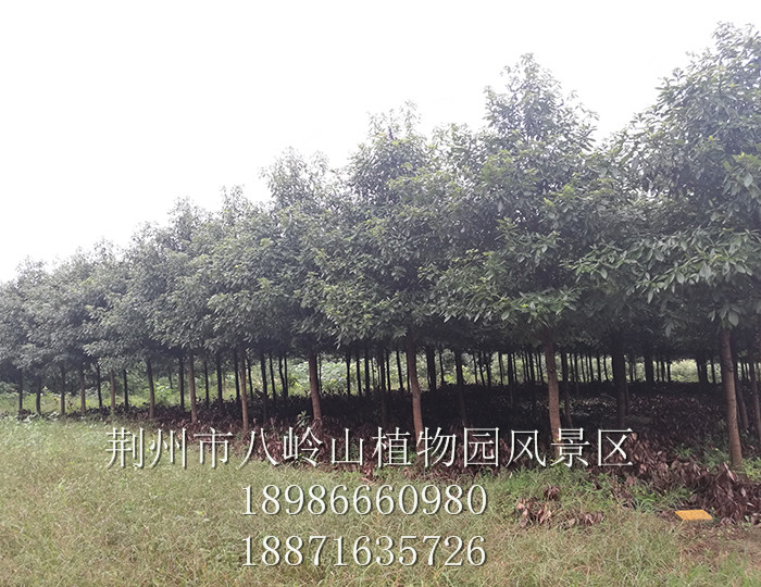金絲楠(宜昌楠)